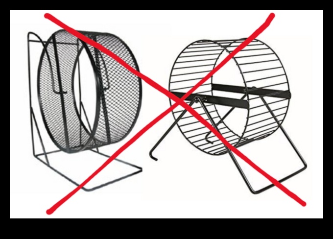 גלגל של כיף: בחירת גלגל התרגיל הטוב ביותר עבור האוגר שלך