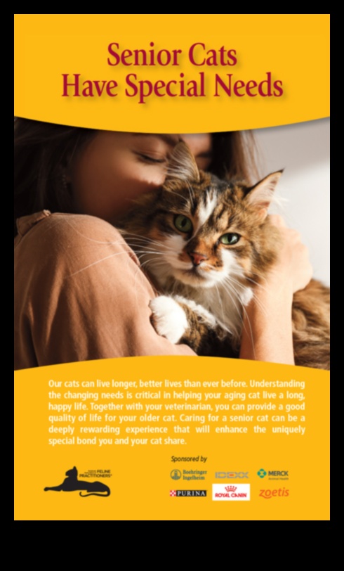 זרקור חתול בכיר: טיפול בחברים חתולים מזדקנים