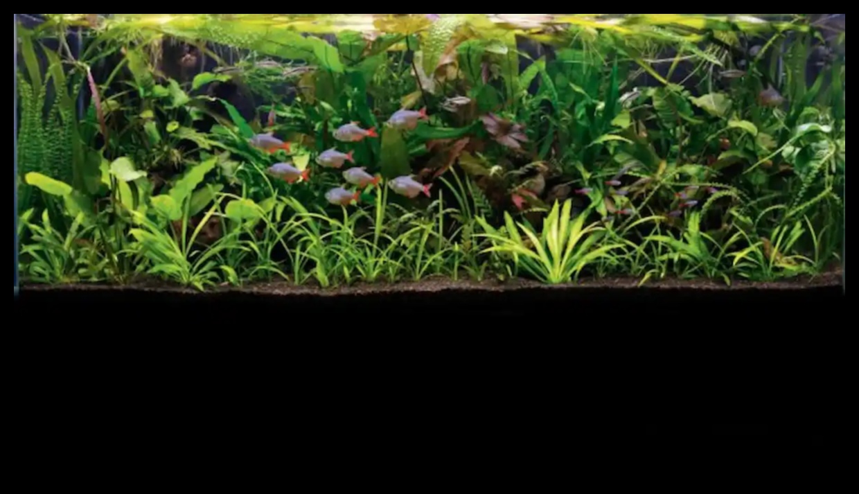 טרק טרופי טנק: יצירת הרפתקה בג'ונגל באקווריום