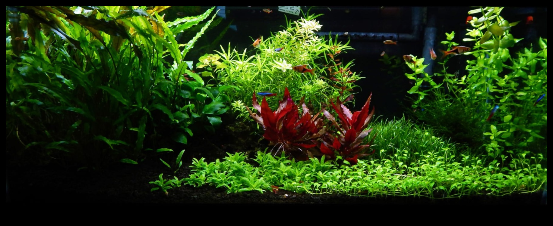 טרק טרופי טנק: יצירת הרפתקה בג'ונגל באקווריום