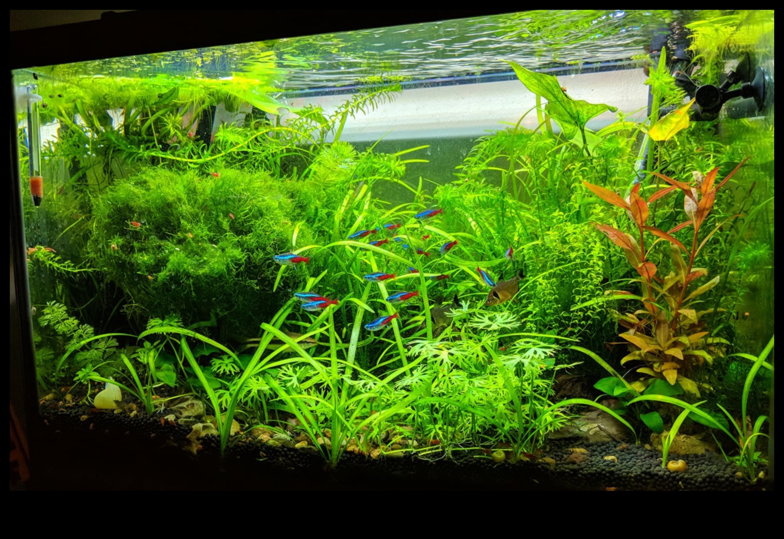 טרק טרופי טנק: יצירת הרפתקה בג'ונגל באקווריום