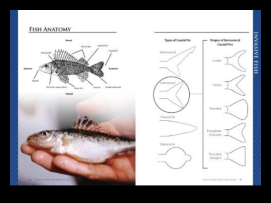 Angler's Anatomy: הבנת האנטומיה של דגי ספורט פופולריים