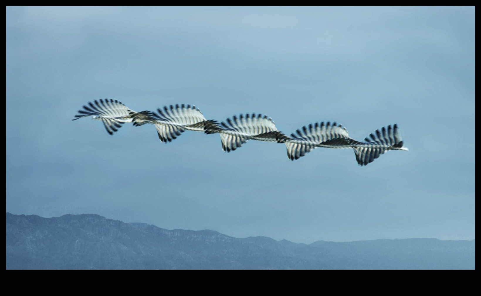 ציפורים במעוף המשך: שליטה באמנות הדאייה