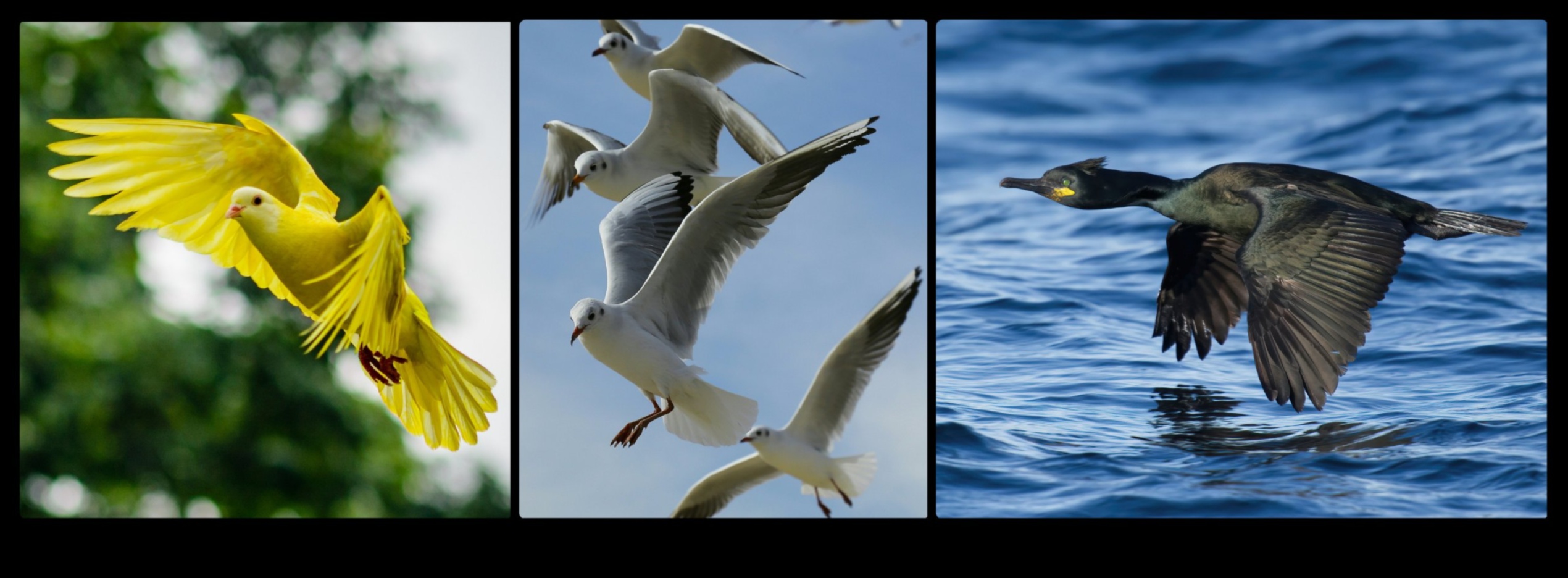 ציפורים במעוף המשך: שליטה באמנות הדאייה