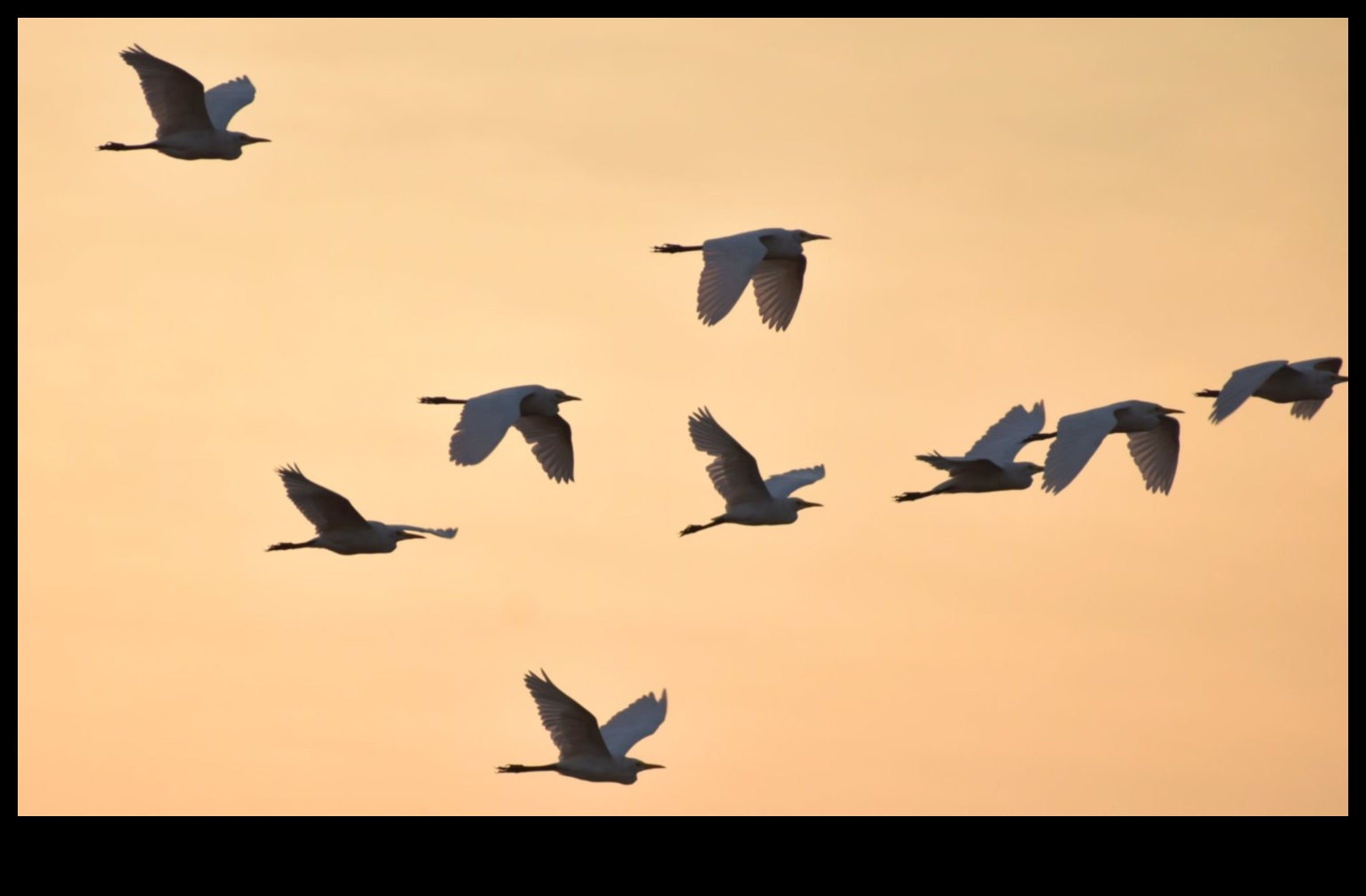 ציפורים במעוף המשך: שליטה באמנות הדאייה