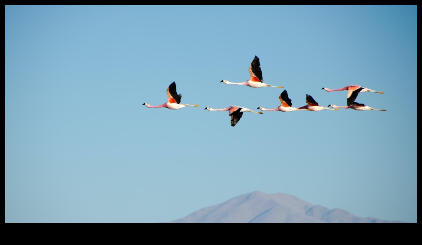 ציפורים במעוף המשך: שליטה באמנות הדאייה