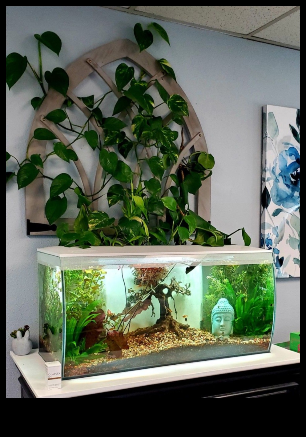 Fish Tank Zen המשך: שילוב צמחים לתחושה טבעית