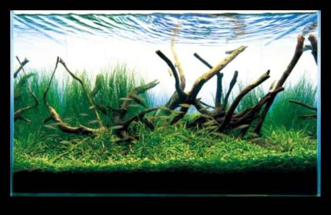 Fish Tank Zen המשך: שילוב צמחים לתחושה טבעית