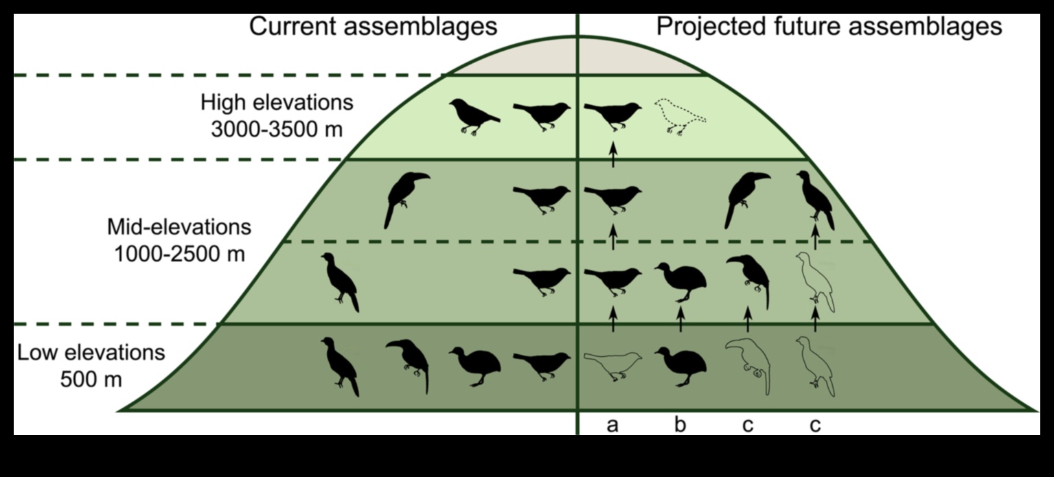 ציפורים ושינויי אקלים: השפעה על הגירה ובתי גידול