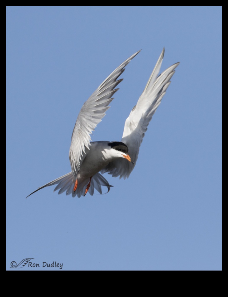 ציפורים במעוף המשך: בלט אווירי של כנפיים חינניות