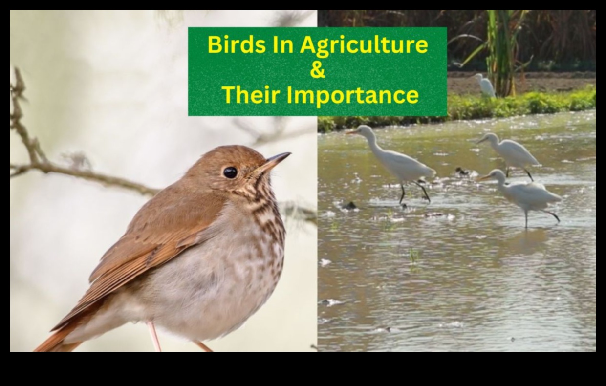 ציפורים וחקלאות: ההשפעה של מבקרים מנוצים על חוות