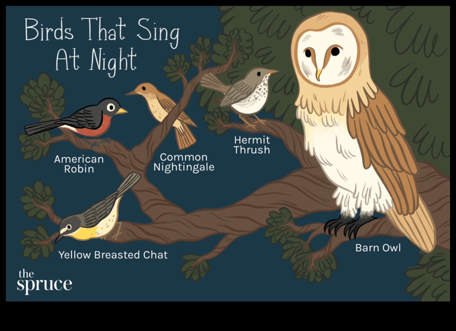 ציוץ כרוניקה: התנהגות ציפורים לאורך עונות השנה