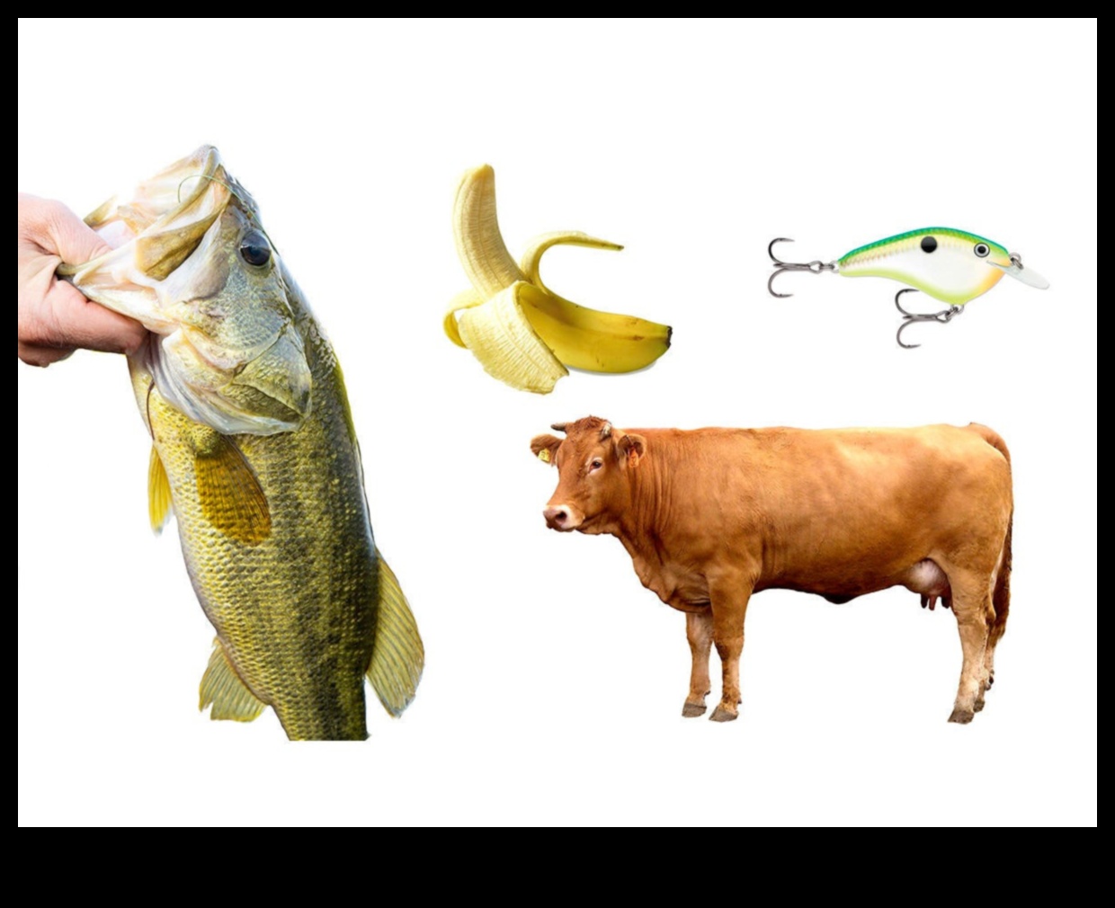 המשך פולקלור דגי: אמונות טפלות ואמונות על דגים