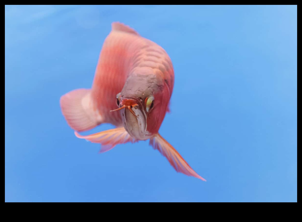 המשך פולקלור דגי: אמונות טפלות ואמונות על דגים