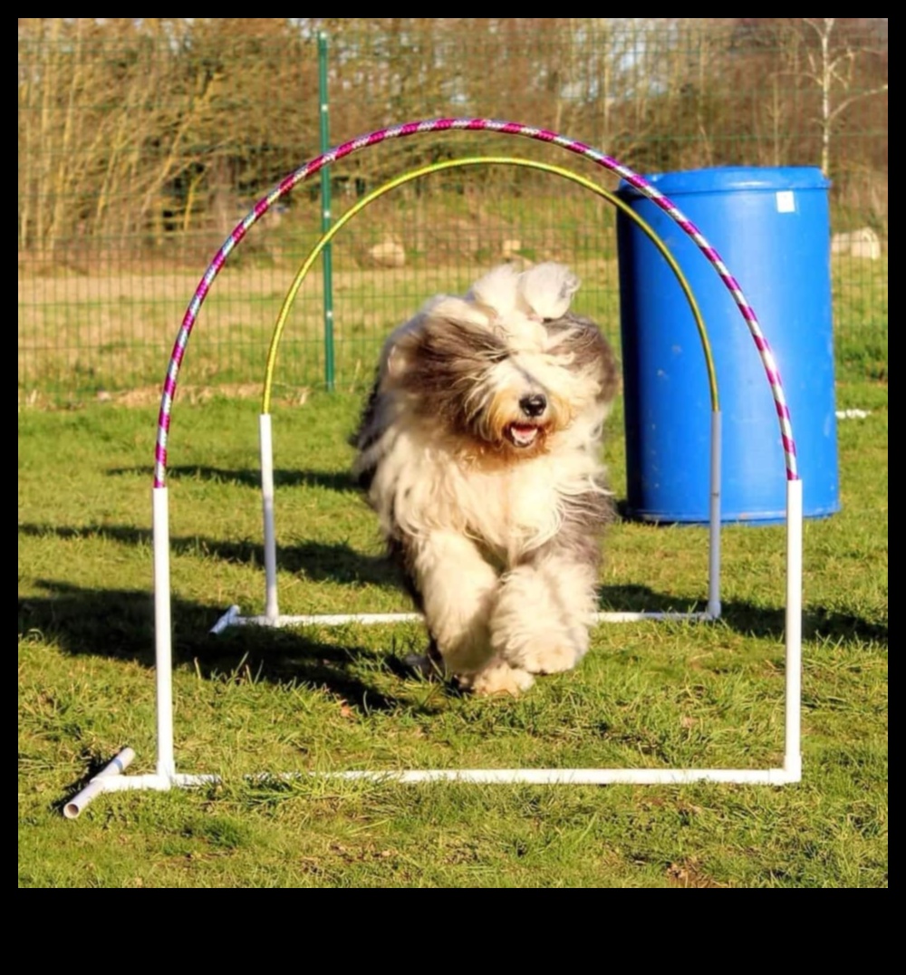 פארקור גור: תרגילי זריזות לכלבים אנרגטיים