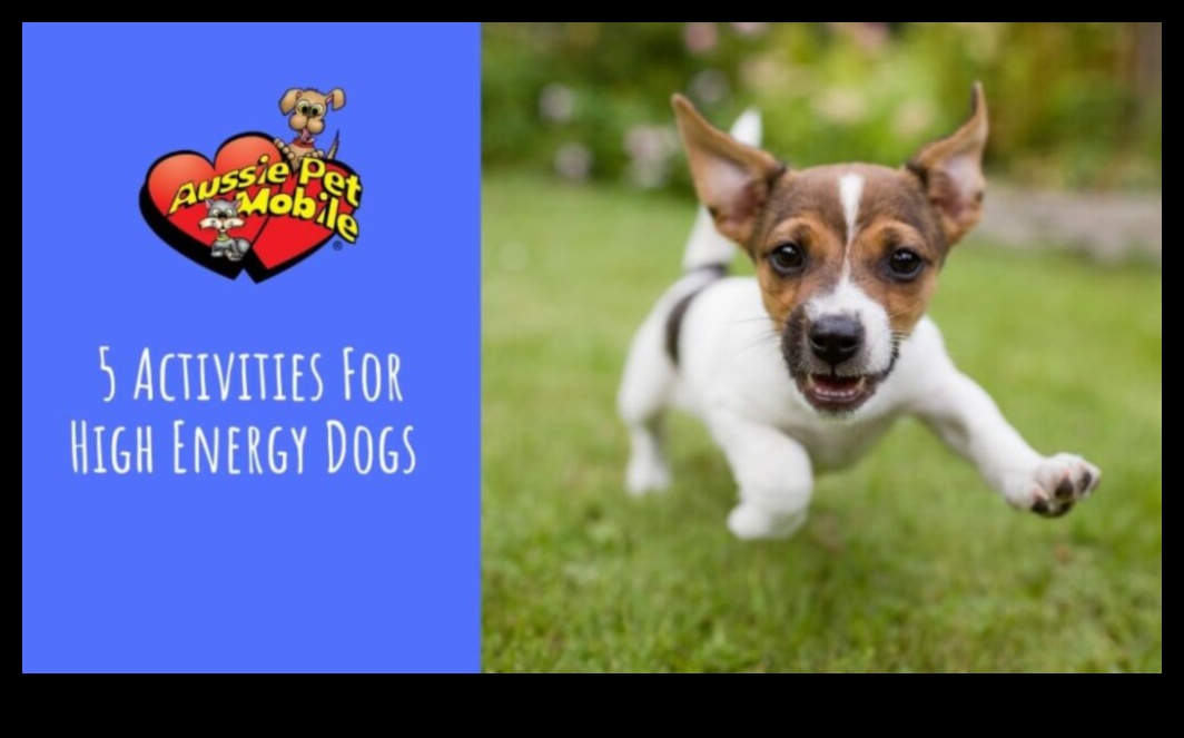 פארקור גור: תרגילי זריזות לכלבים אנרגטיים