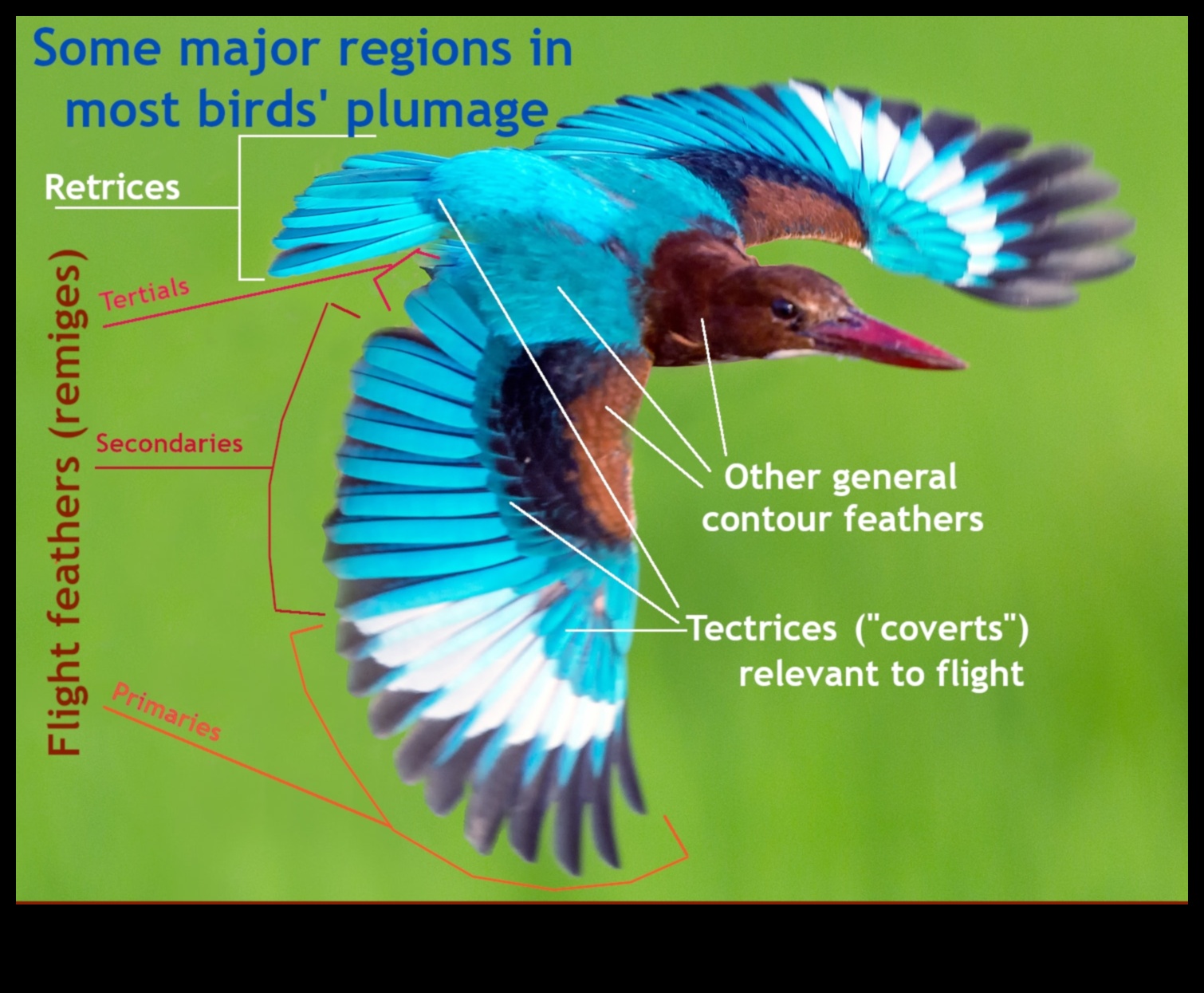אופנת נוצות: הפונקציה והסגנון של נוצות ציפורים
