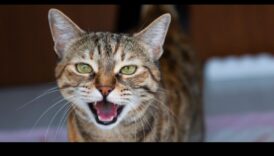 המשך כרוניקות של חתולים: ניהול קולות חתולים