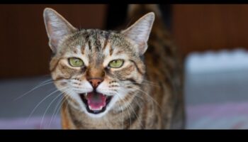 המשך כרוניקות של חתולים: ניהול קולות חתולים