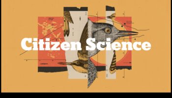 ציוץ כרוניקה: התנהגות ציפורים לאורך עונות השנה