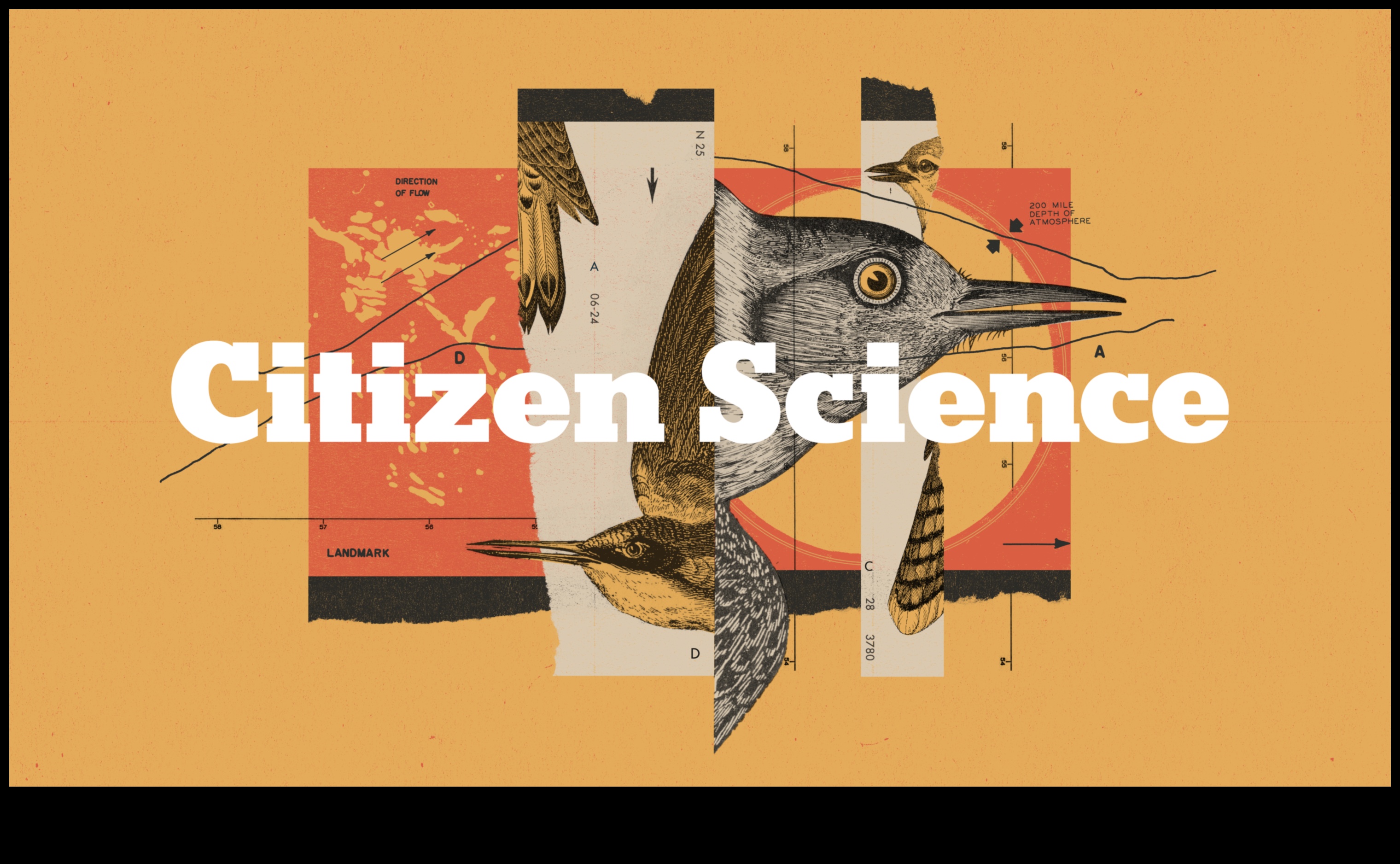 ציוץ כרוניקה: התנהגות ציפורים לאורך עונות השנה