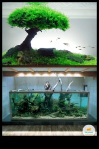 Fish Tank Zen המשך: שילוב צמחים לתחושה טבעית