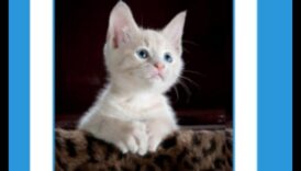 חוכמת שפם: טכניקות אימון חתולים בניווט