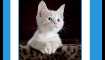 חוכמת שפם: טכניקות אימון חתולים בניווט