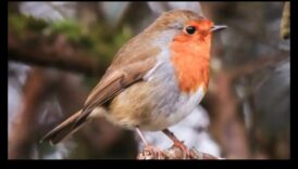 אופנת נוצות: הפונקציה והסגנון של נוצות ציפורים