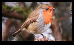 אופנת נוצות: הפונקציה והסגנון של נוצות ציפורים