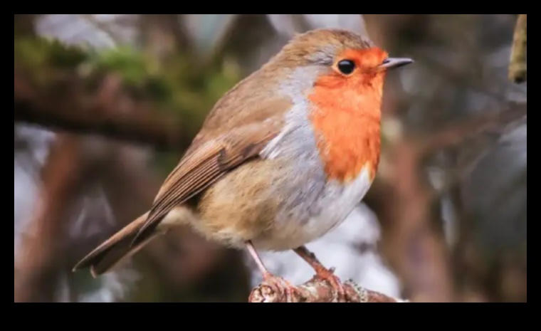 אופנת נוצות: הפונקציה והסגנון של נוצות ציפורים