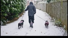 ארץ הפלאות החורף: הכנת חיית המחמד שלך למזג אוויר קר
