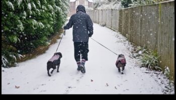 ארץ הפלאות החורף: הכנת חיית המחמד שלך למזג אוויר קר