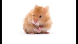 בדיקת בריאות אוגר: ​​בדיקות רגילות וטיפים לניטור