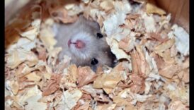 בוני מאורות: הבנת התנהגות מנהור אוגרים