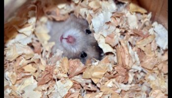 בוני מאורות: הבנת התנהגות מנהור אוגרים