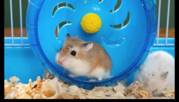 גלגל של כיף: בחירת גלגל התרגיל הטוב ביותר עבור האוגר שלך