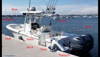 Angler's Anatomy: הבנת האנטומיה של דגי ספורט פופולריים