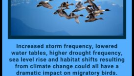 ציפורים ושינויי אקלים: השפעה על הגירה ובתי גידול