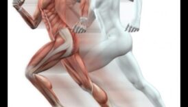 חיזוק העצם: תפקידה של פעילות גופנית בשמירה על בריאות השלד והצפיפות