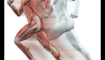 חיזוק העצם: תפקידה של פעילות גופנית בשמירה על בריאות השלד והצפיפות