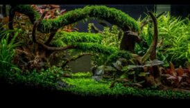 טרק טרופי טנק: יצירת הרפתקה בג'ונגל באקווריום