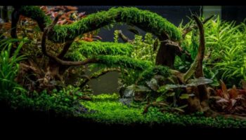 טרק טרופי טנק: יצירת הרפתקה בג'ונגל באקווריום