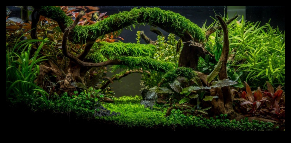 טרק טרופי טנק: יצירת הרפתקה בג'ונגל באקווריום