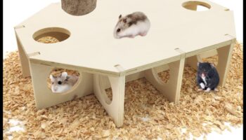 מחבואים לאוגרים: אספקת סביבות מעשירות עבור חיית המחמד שלך