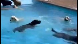 מסיבת בריכת גורים: היכו את החום עם כיף מים לכלבים