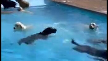 מסיבת בריכת גורים: היכו את החום עם כיף מים לכלבים