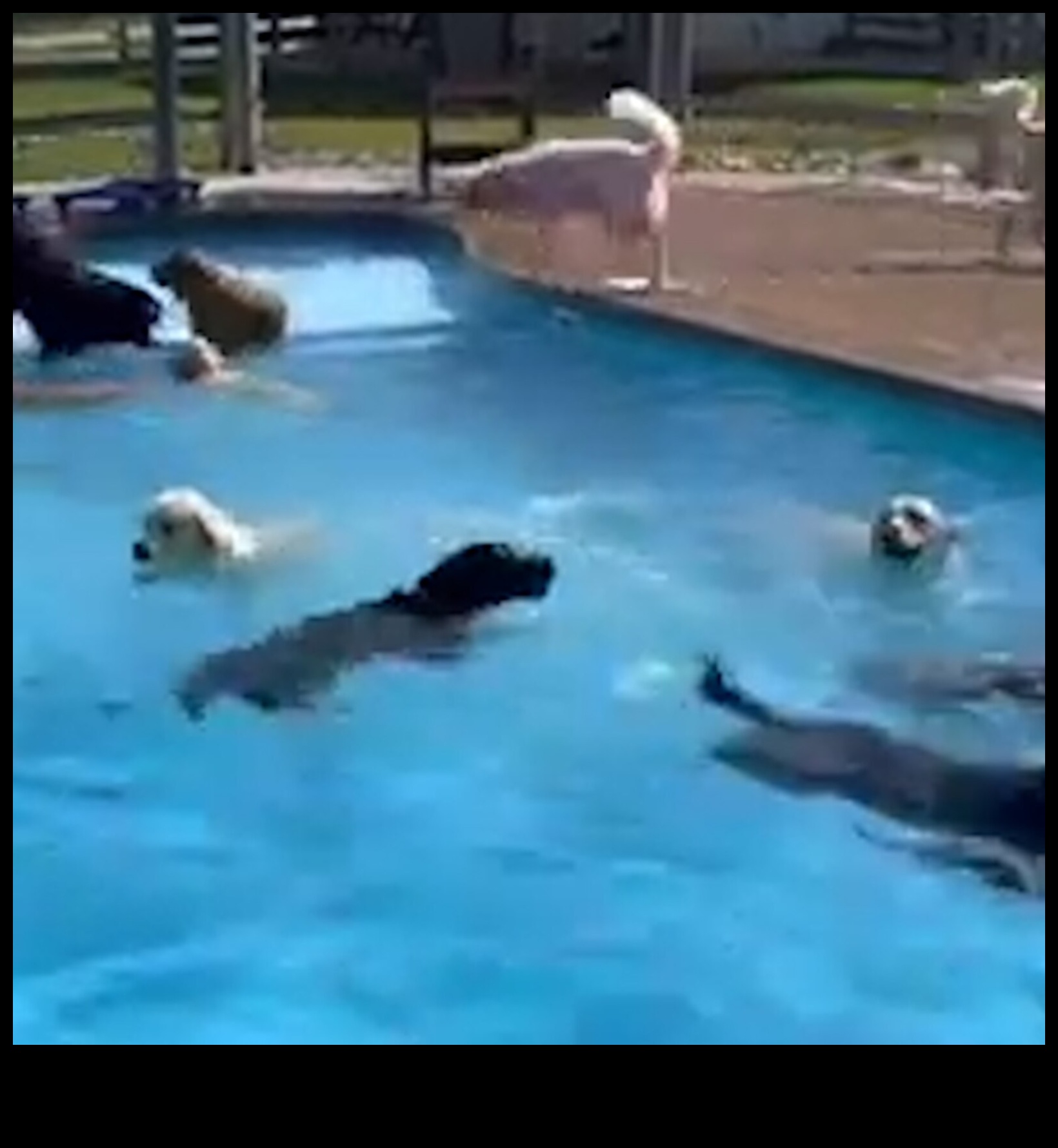 מסיבת בריכת גורים: היכו את החום עם כיף מים לכלבים