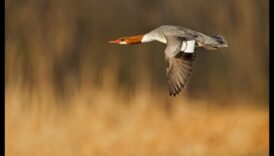 ציפורים במעוף המשך: שליטה באמנות הדאייה