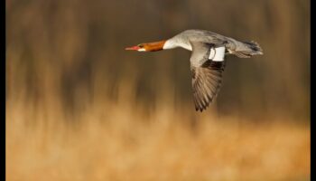 ציפורים במעוף המשך: שליטה באמנות הדאייה